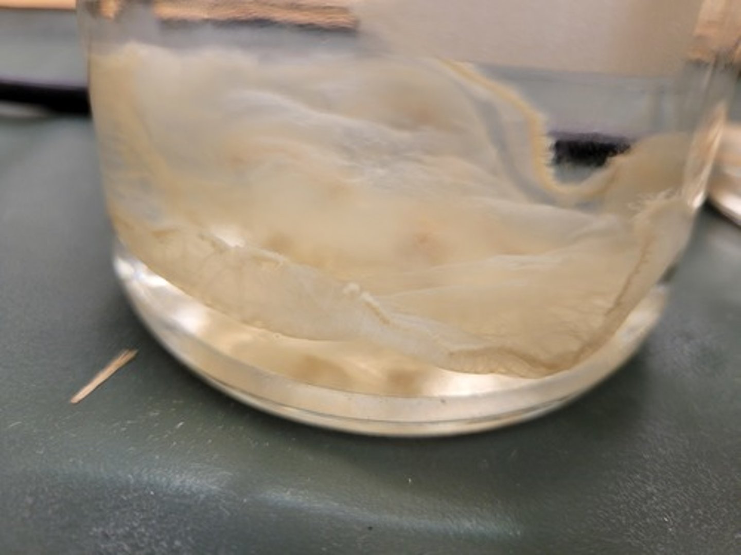 <p>Identify Taxonomy</p>