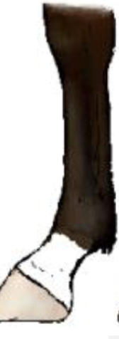 <p>What kind of leg marking is this?</p>