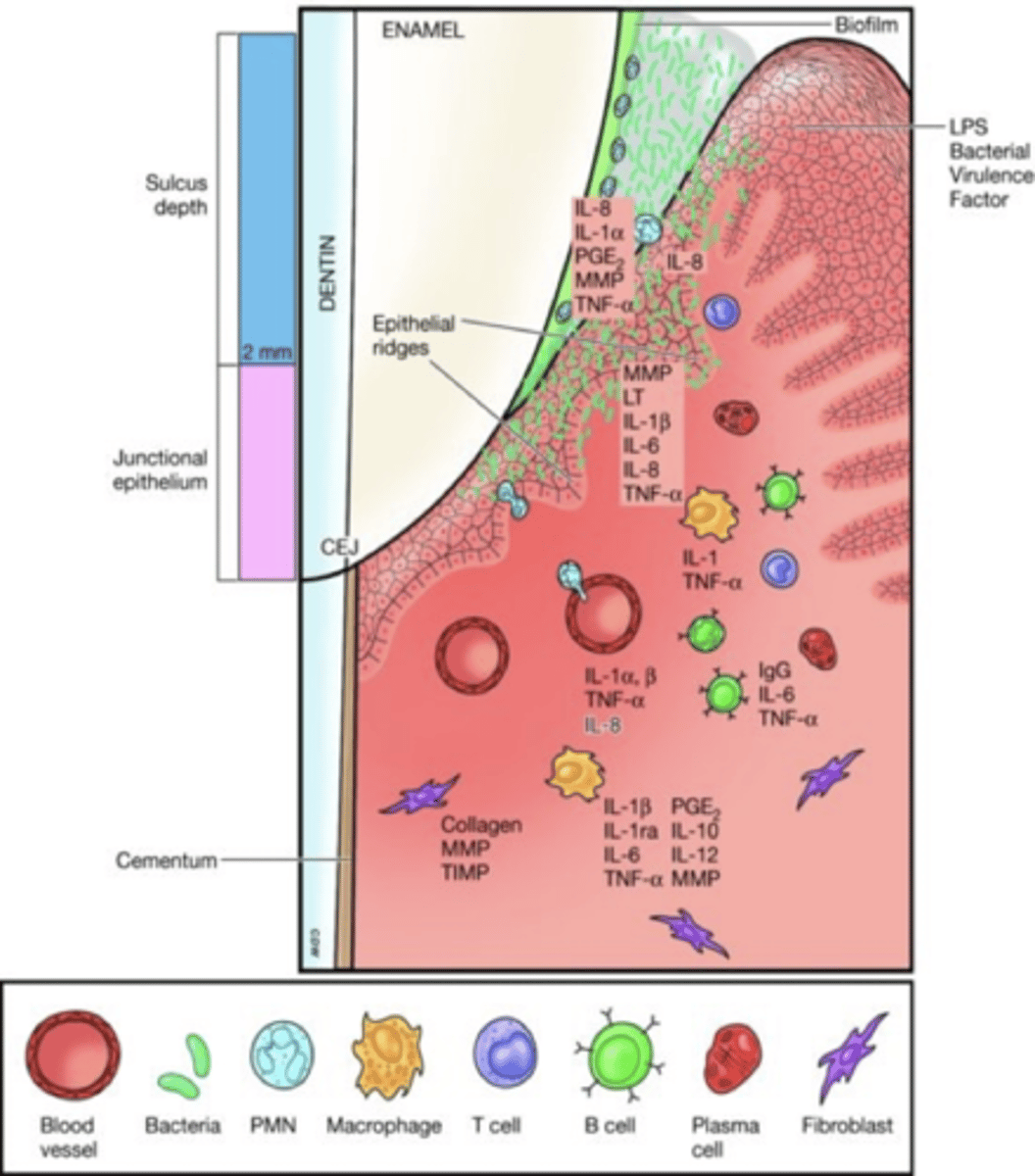 <p>subgingival plaque phase, biofilm extends subgingival and disrupts attachment of the coronal most portion of the JE, macrophages and lymphocytes are most numerous in the connective tissue and neutrophils continue to fight in the sulcus, host cells produce more toxic chemicals - cytokines, pge2 and mmp's, transforms into deeper pocket, collagen lost, deeper epithelial ridges</p>