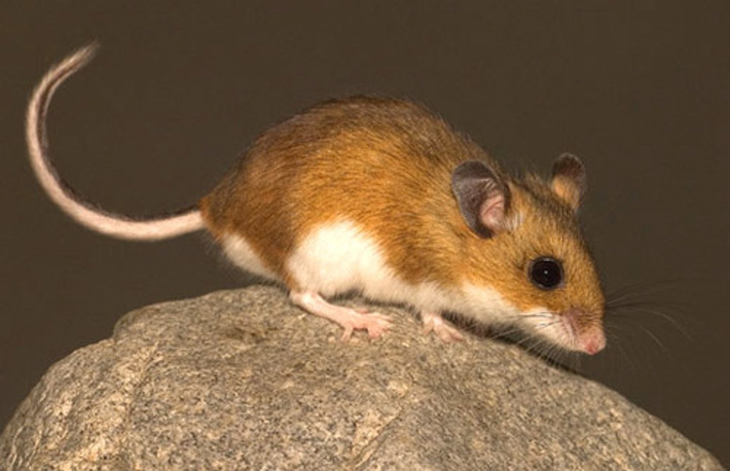 <p>Deer Mouse</p>