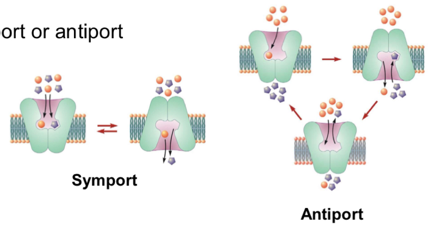 <ul><li><p>Transport <mark data-color="yellow" style="background-color: yellow; color: inherit">2 different solutes</mark>, so that the transport of one solute is coupled with the transfer of a second solute </p></li><li><p>Co-transporters move 1 solute <strong>down its concentration gradient</strong></p></li><li><p>This <mark data-color="green" style="background-color: green; color: inherit">releases free energy</mark> which is then used to transport the second solute <strong>against its concentration gradient</strong></p></li></ul><p></p><p>2 types of co-transport:</p><ol><li><p><u>Symporters:</u> carry 2 solutes across the membrane in the <mark data-color="purple" style="background-color: purple; color: inherit"><u>same direction</u></mark></p></li><li><p><u>Antiporters:</u> transport 1 solute in one direction and a different solute in the <mark data-color="purple" style="background-color: purple; color: inherit"><u>opposite direction</u></mark> </p></li></ol><p></p>