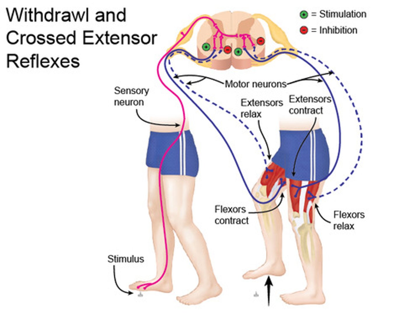 <p>Sensory and motor neurons on opposite sides</p>
