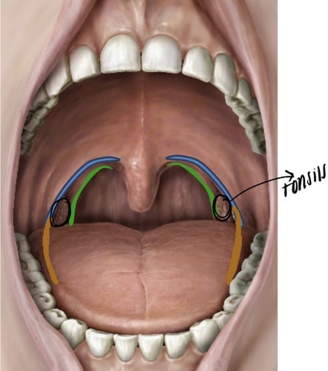 <p>the palatine tonsils</p>