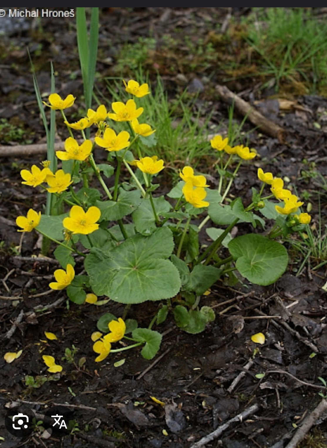 <p>Blatouch bahenní</p>