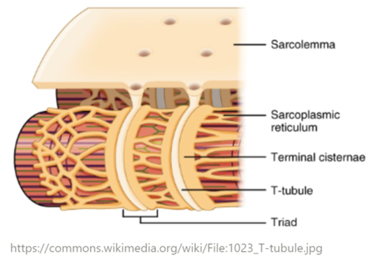 <p>t-tubules</p>