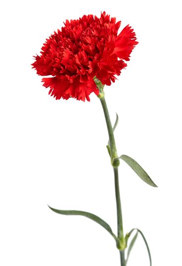 <p>standard carnation</p>