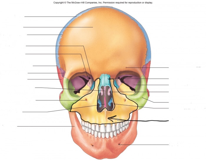 <p>What bone is this? (yellow portion above teeth)</p>