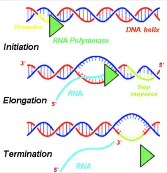 <p>Process of building mRNA: Termination sequence</p>