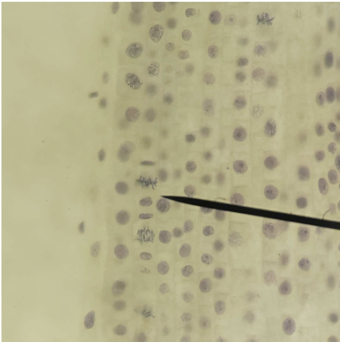 <p>Cell Division</p>