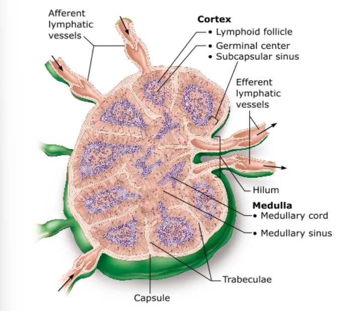 <p>What region of the lymph node contains follicles filled with dividing B cells?</p>