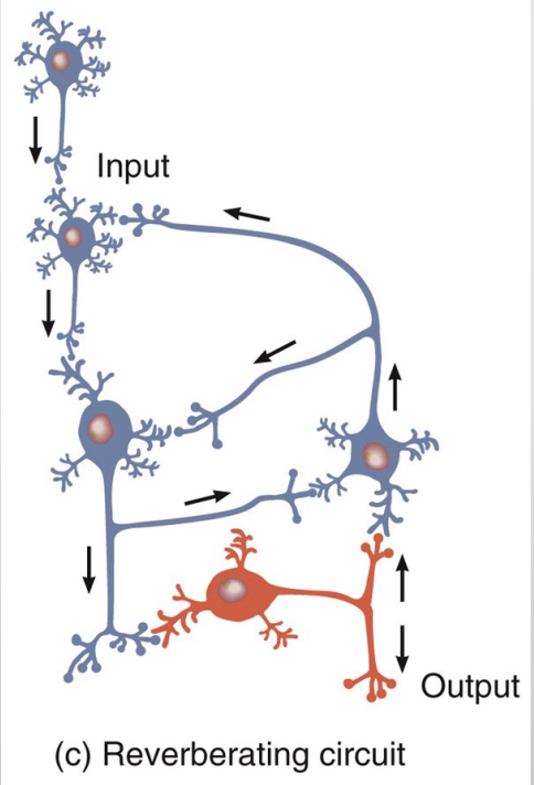 <ul><li><p>an action potential stimulates a neuron which stimulates a second then stimulates a third and another and so on</p></li><li><p>branches from downstream neurons synapse with earlier ones, sending action potentials back through the circuit again and again </p></li><li><p>takes place in epileptic seizures in millions of neurons </p></li></ul><p></p>