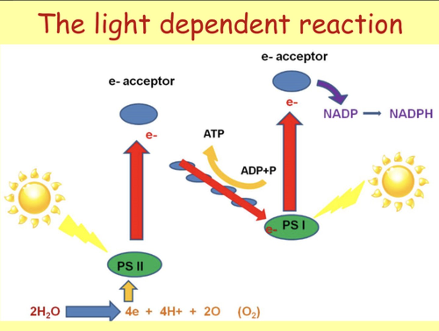 <p>- PS I</p><p>- PS II</p><p>- E- acceptor(s)</p><p>- ADP + Pi -&gt; ATP</p><p>- NADP -&gt; NADPH</p>