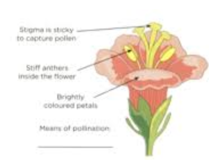 <p><em><span>Stigma is sticky to capture pollen, stiff anthers inside the flower, brightly coloured petals</span></em></p>