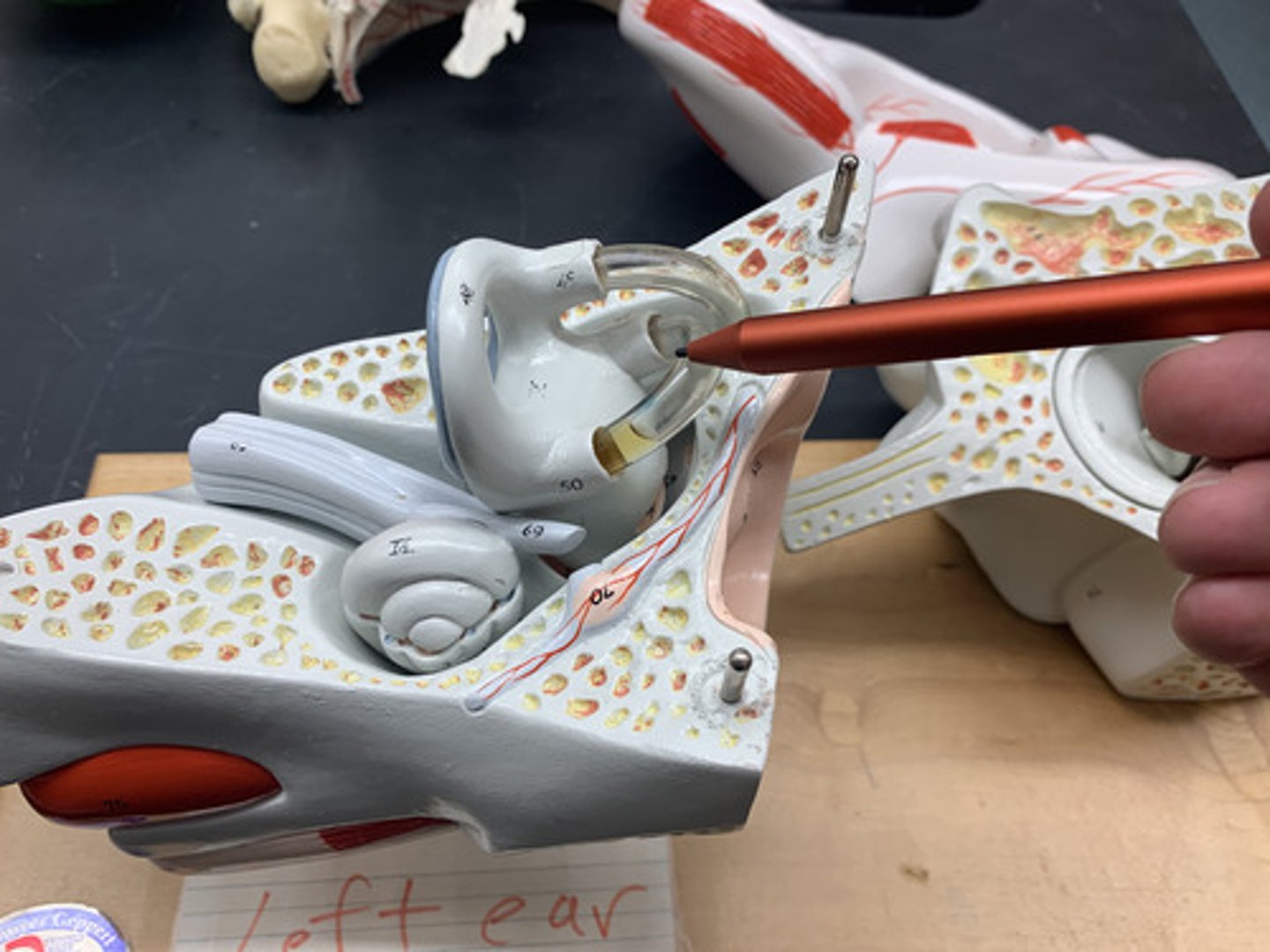 <p>three fluid-filled canals in the inner ear responsible for our sense of rotational balance</p>