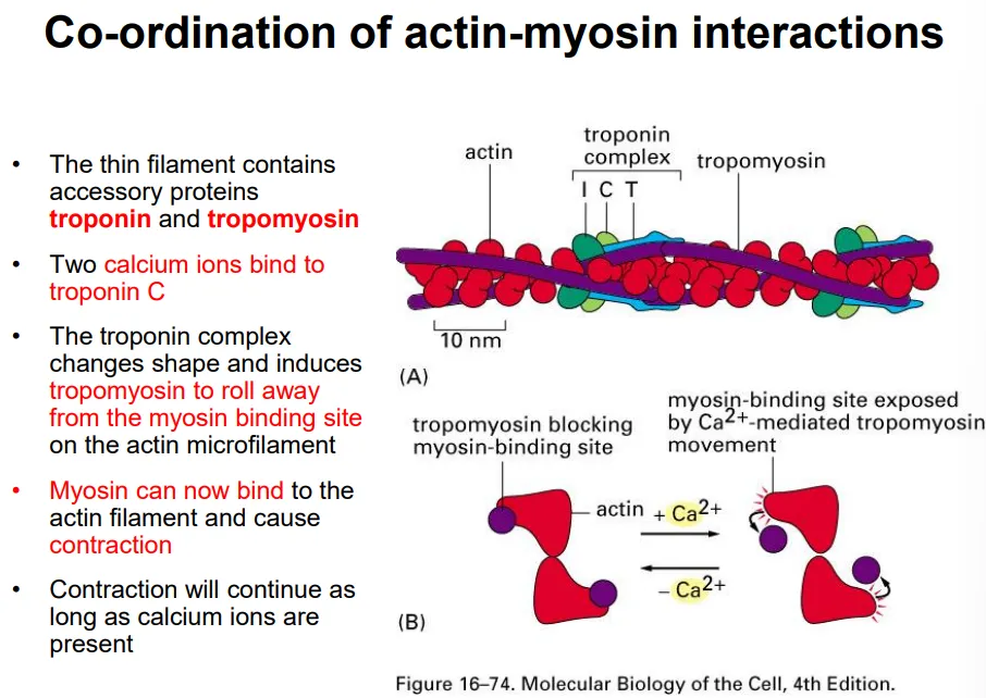 <ul><li><p><strong>tropomyosin </strong>proteins are wrapped around the thin actin filament and <strong>cover </strong>the <strong>myosin binding sites</strong></p></li><li><p>when an <strong>action potential </strong>arrives at the cell, it is transmitted through <strong>invaginations </strong>of the plasma membrane</p></li><li><p>this causes the <strong>voltage-gated</strong> release of <strong>calcium ions</strong> from the <strong>sarcoplasmic reticulum</strong> </p></li><li><p><strong>two</strong> calcium ions bind to a <strong>troponin </strong>complex, which changes shape and causes the tropomyosin to <strong>detach</strong></p></li><li><p>this allows <strong>myosin </strong>to <strong>bind </strong>to the actin filament, causing contraction by <strong>ATP hydrolysis</strong> as long as the calcium ions are present</p></li></ul><p></p>