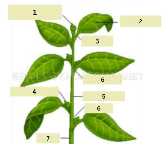 <ol start="3"><li><p>stalk that extend from the stem to the base of the leaf</p></li></ol><p></p>