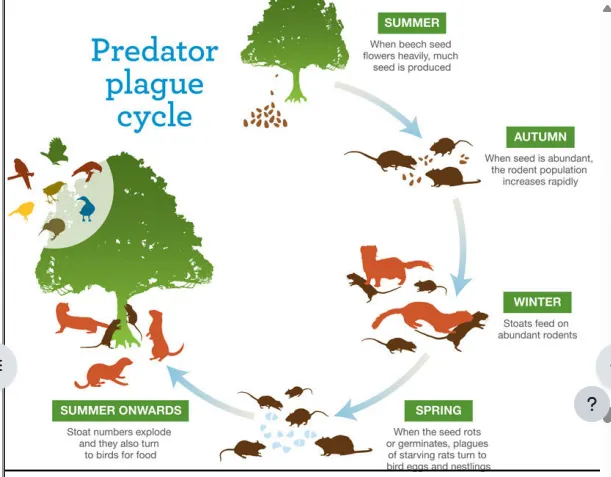 <p>(Battle for our Birds via 1080)</p><ul><li><p>DOC chooses certain areas to target each year, for carrying out a certain method for poision to control predator mammal pests numbers</p></li><li><p>must balance the cons of 1080 - it is a dangerous poision with negative effects (e.g. Kea take bait and try eat it - however managed with training efforts to associate with harm) - but doing nothing is worse, the cons are balanced by the major pros (of effective predator control)</p></li><li><p>the key things for timing of poision, are looking at seasonal routines of Stoat / Possum / Rat species, when their population numbers are greatest as to when to target - based on production cycles of their main food sources (because these cause rapid population growth, so when they start to run out, starving Rats and Stoats are forced to feed on Birds)</p></li><li><p>Rimu &amp; Mountain Beech dont seed every year, so can model when trees produce seeds, and when there will be an abundant crop (and thus increased population growth &amp; number of pests), poisions can be prepared and lined up, targetting many predators at once&nbsp;</p></li><li><p>seedfalls in summer, then numbers rise greatly after, which happens to align with many nesting opportunieis (e.g. Mohua) - so targetting before the nesting, solves the problem (crasheds the growth)</p></li><li><p>if timing is done right, can crash population numbers to prevent rapid growth - ensuring effective tracking, modelling, predictions, and manegement</p></li><li><p>has shown success in terms of rat numbers (majorly reduced tracking rates before &amp; after 2023 operations)</p></li><li><p>also shown success in terms of Bird Nesting success -more success in treated areas (e.g. South Island Robin, Rock Wren, Rifleman in Marlborough Sounds) - which can be the difference between a declining population, and a population that can sustain itself</p></li></ul><p></p>