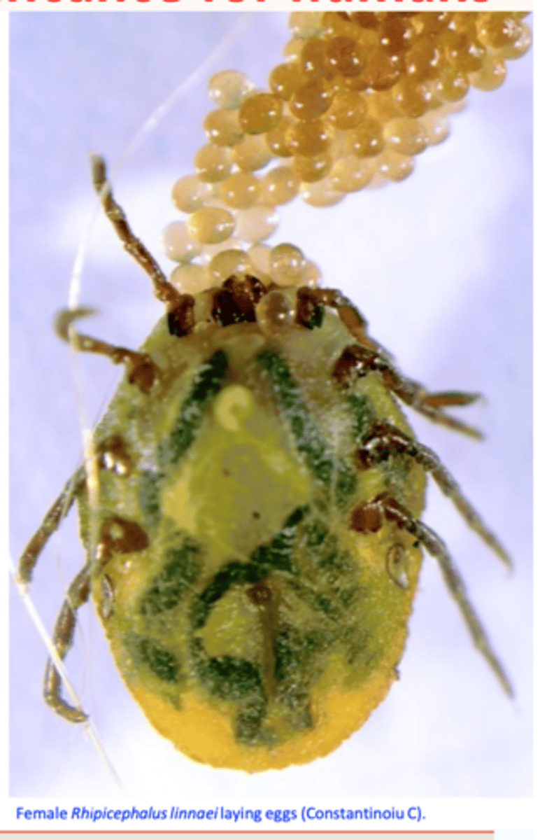 <p>Rhipicephalus sanguineus has a weak affinity for humans,</p>