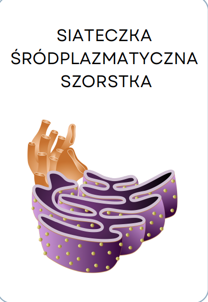 <p>SIATECZKA ŚRÓDPLAZMATYCZNA SZORSTKA</p>