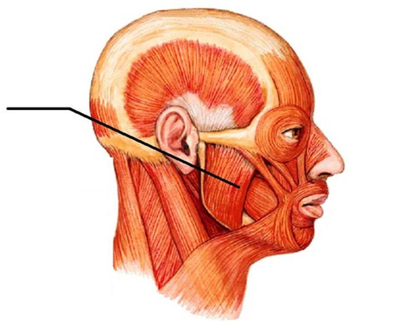<p>A large, rectangular muscle of mastication; Aids in raising and lowering (closes) the mandible; Origin = From the zygomatic arch; Insertion = Into the lateral side, near the angle, of the mandible</p>