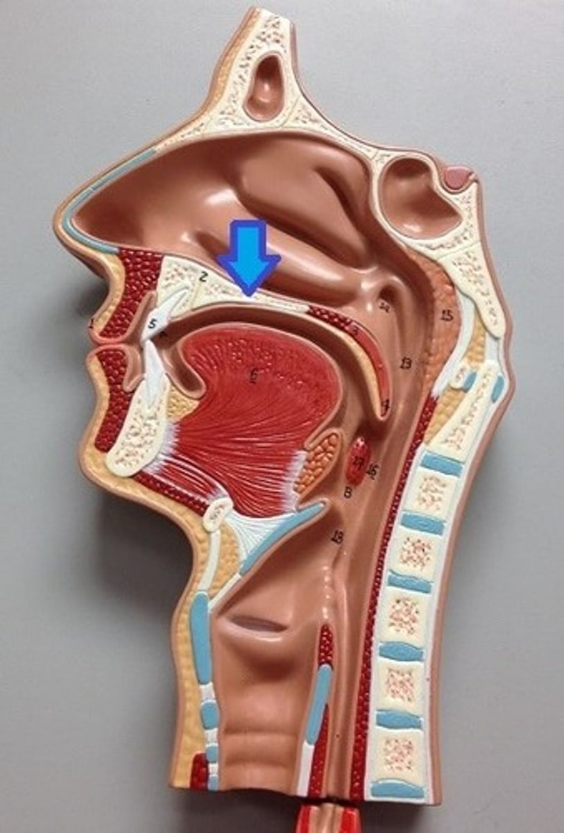 <p>What is this body feature?</p>