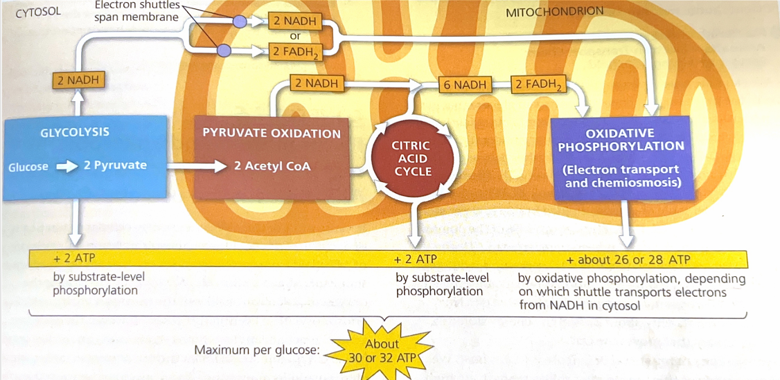 <p>Explain this image</p>