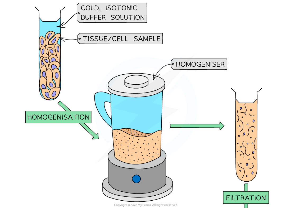 <p><strong>Breaks/blends</strong> up the <strong>tissue</strong> to <strong>break</strong> <strong>open</strong> the <strong>cell membrane</strong> and <strong>releases</strong> the <strong>organelles</strong>.</p>