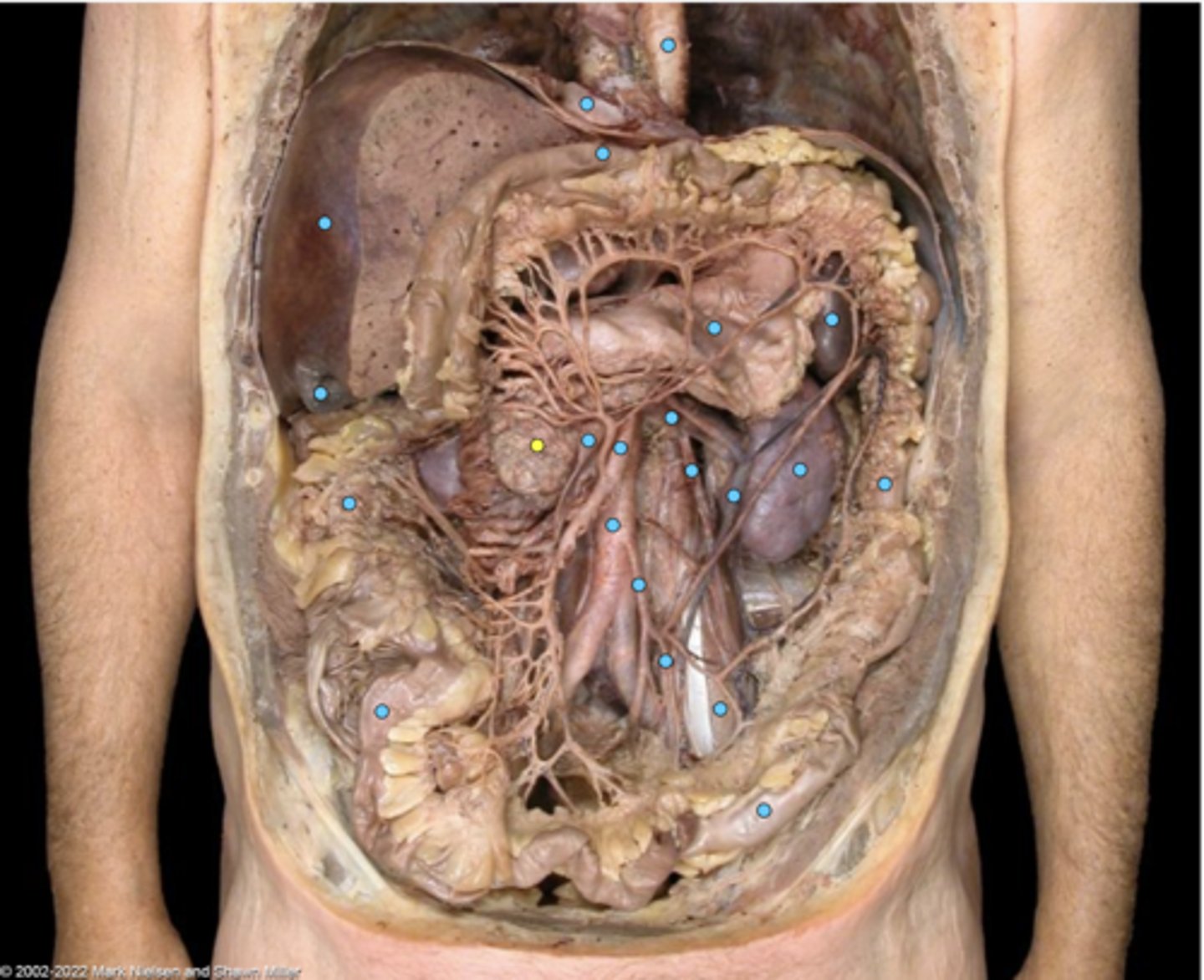 knowt flashcard image