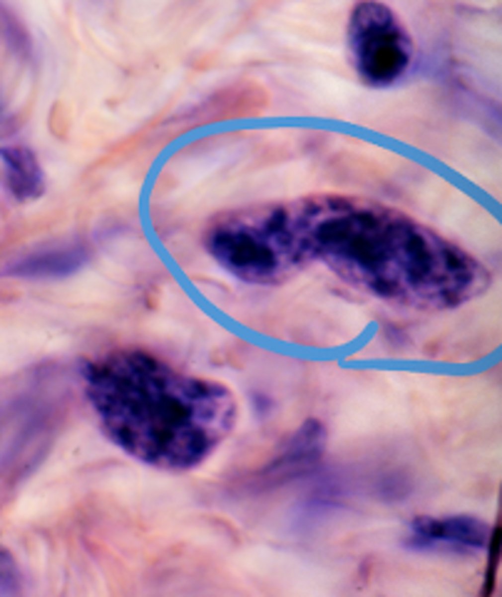 <p>What is this an image of?</p>