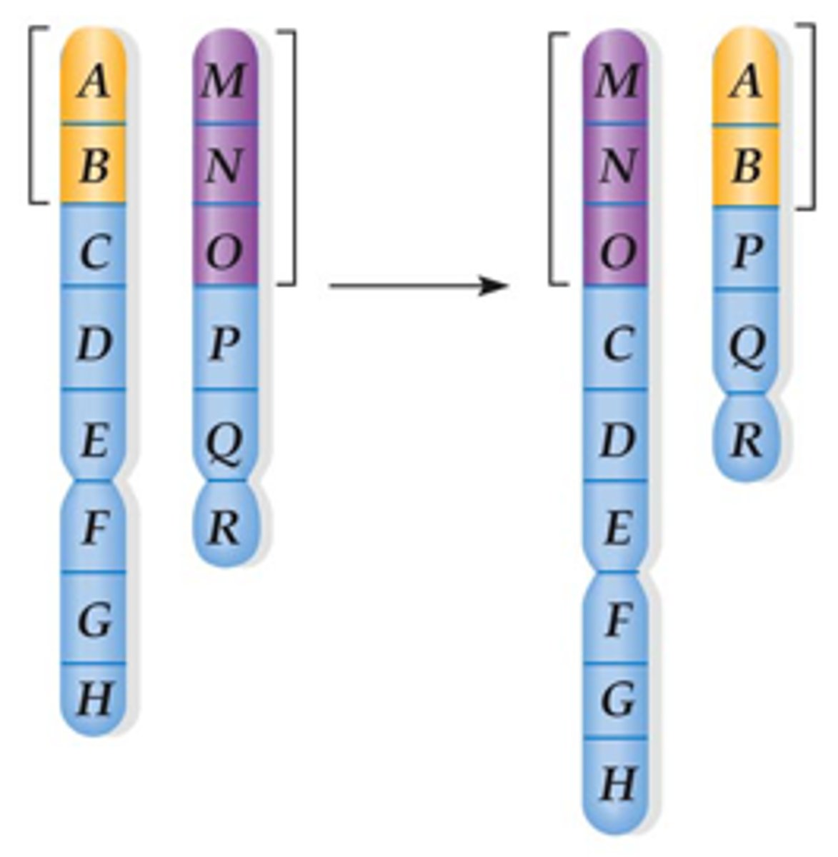 <p>A translocation in which two different chromosomes exchange pieces.</p><p></p><p><strong>2 mechanisms that can cause a reciprocal translocation:</strong></p><p><strong>1)</strong> chromosomal breakage and DNA repair- DNA repair enzymes recognize the reactive ends of a break and incorrectly connect them</p><p><strong>2)</strong> crossover between nonhomologous chromosomes (ex. pairing of transposable elements (repetitive sequences) found in different chromosomes)</p><p></p><p><em>chromosomal rearrangement- does not change the total amount of genetic material</em></p>