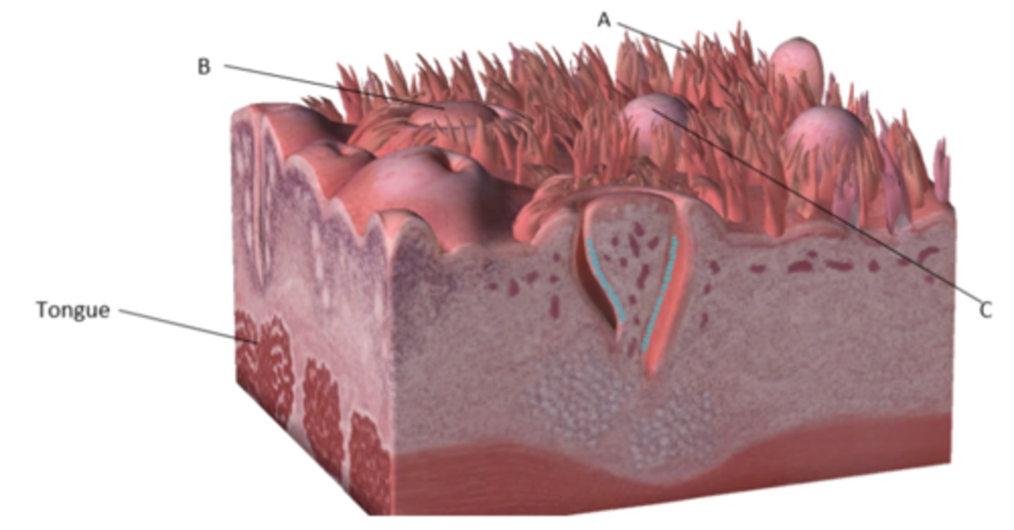 <p>A. Filiform papillae</p><p>B. circumvallate papillae</p><p>C. fungiform papillae</p><p>Taste buds are located within circumvallate and fungiform papillae.</p>