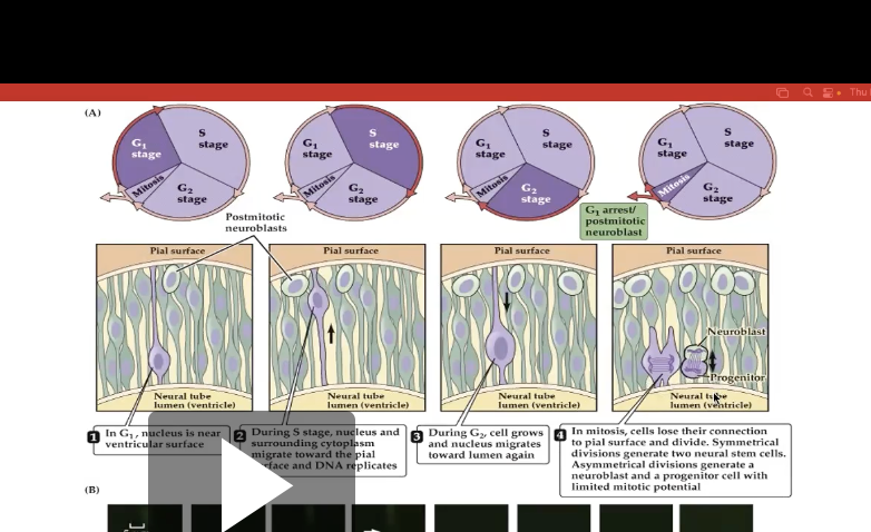 <p>Fig 22.8- Symmetrical Division vs Asymmetrical Division</p>