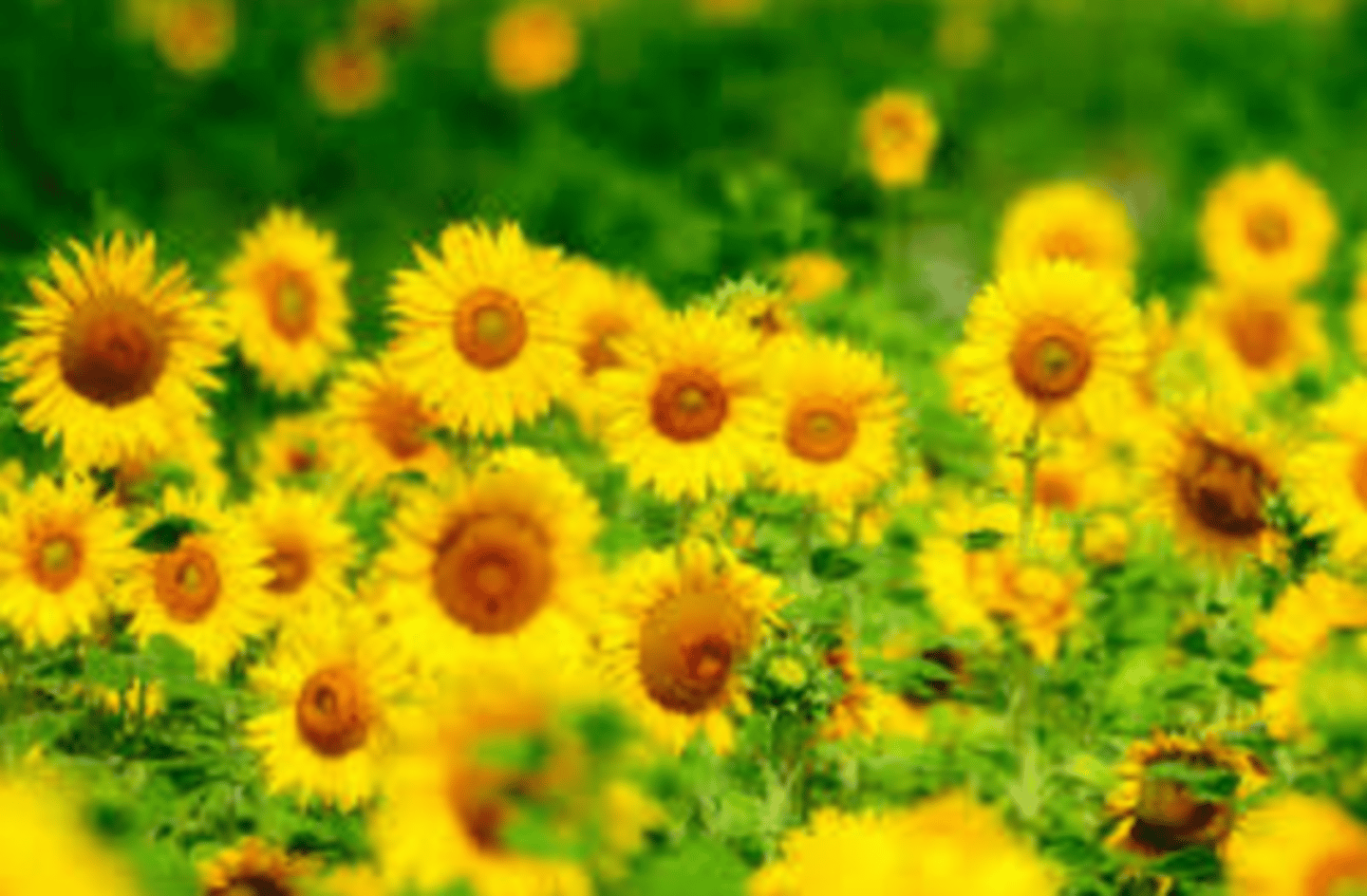 <p>I am multicellular autotroph. My cells contain chloroplasts and my cell walls contain cellulose. I like to soak up the sun and move toward light.</p>