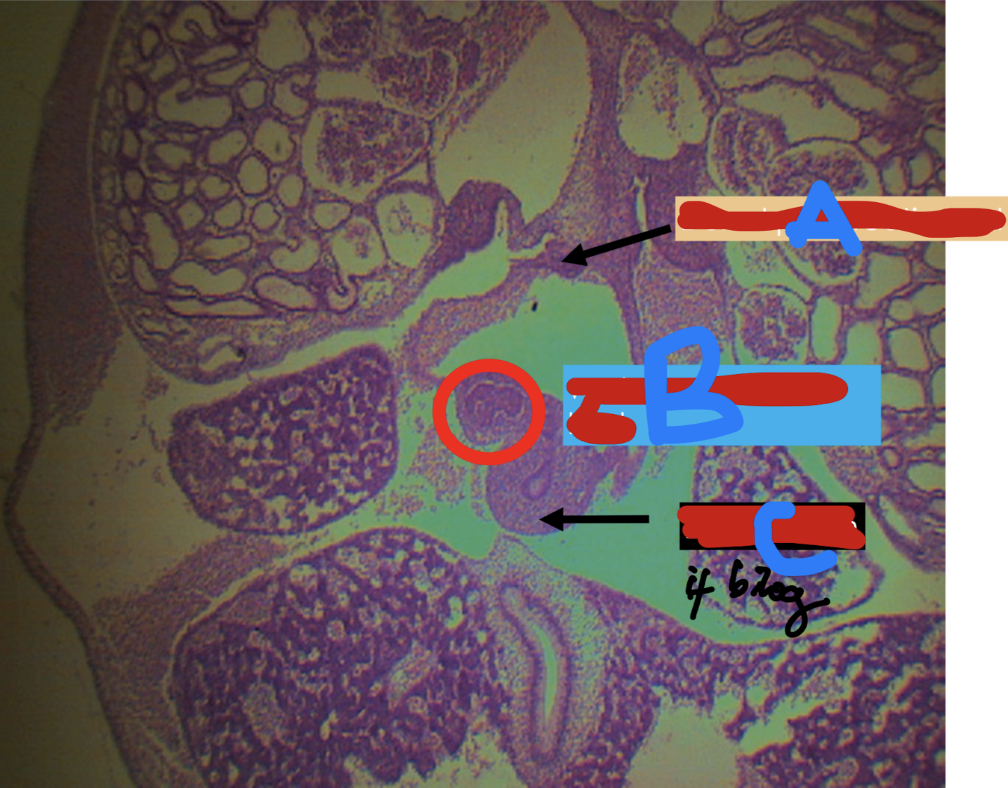 <p>Identify the structure</p>