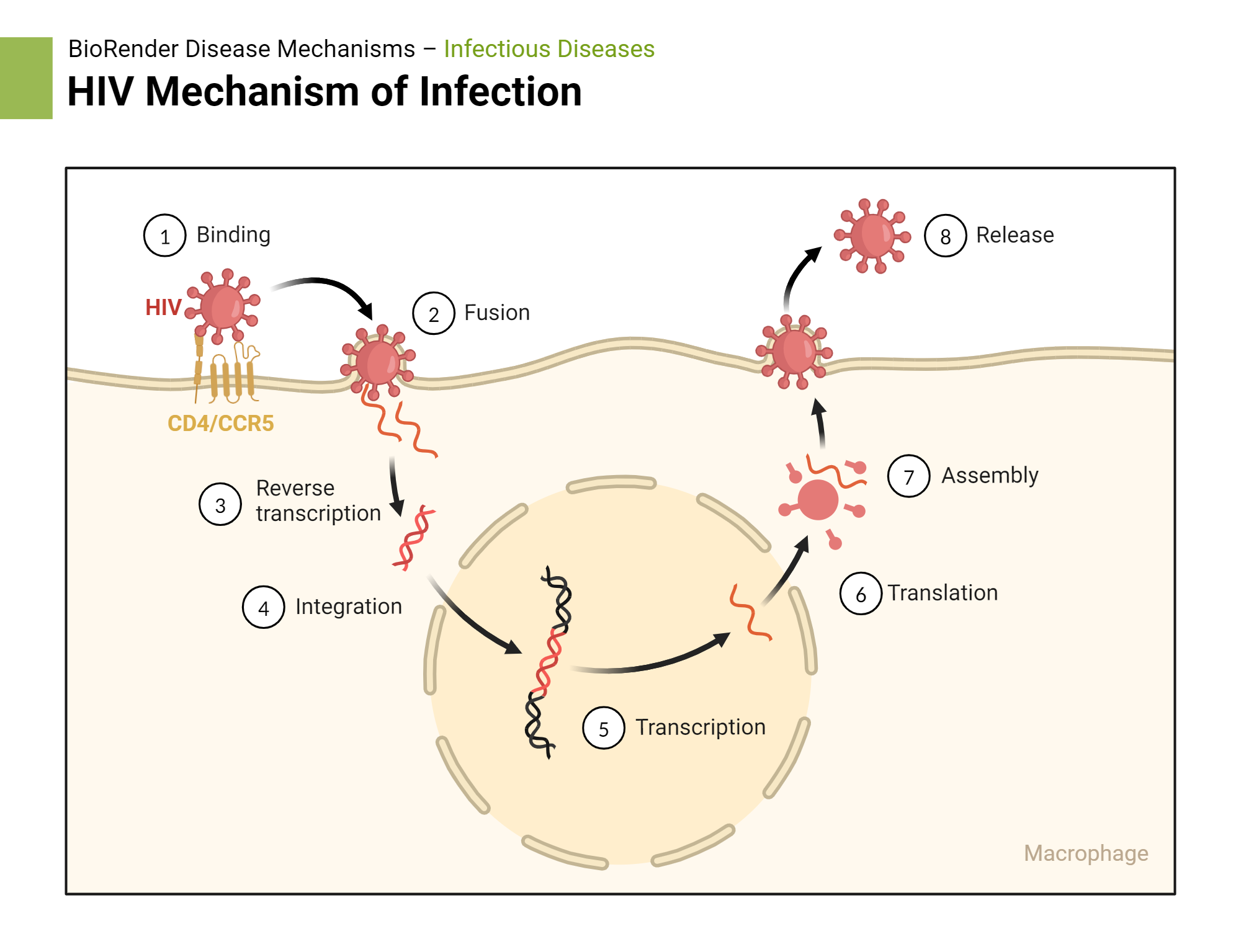 <p>Then the (+) ss RNA and ____ ____ will get packaged into the newly made HIV viruses.</p>