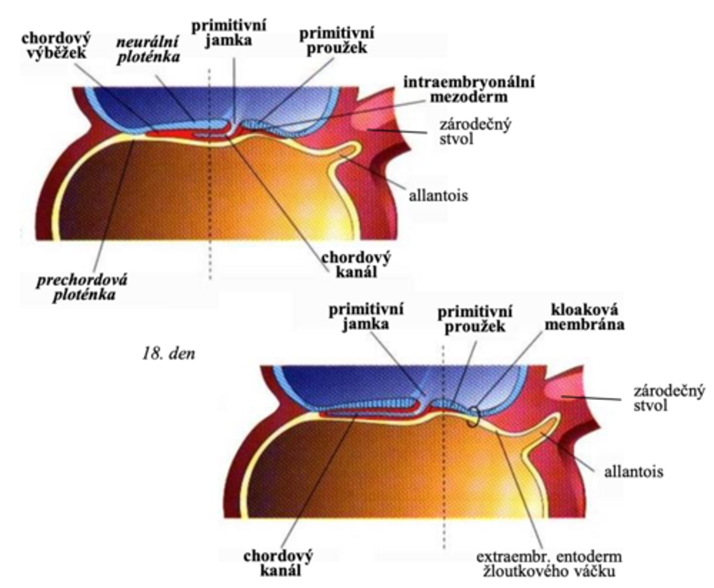<p>- CHORDOVÝ VÝBĚŽEK</p>