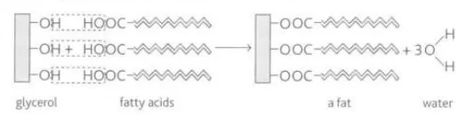 <p>Reaction of fatty acids and glycerols to make fat</p>