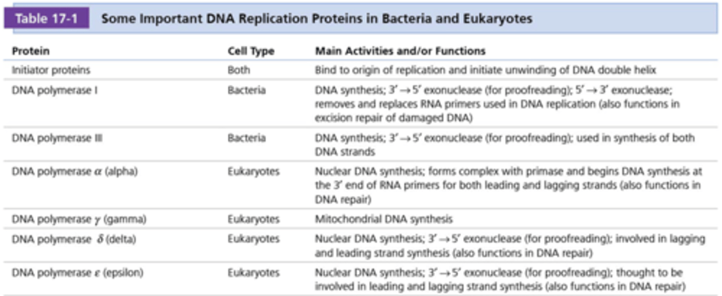 <p>Eiwit: Initiatoreiwitten</p><p>Celtype: Beide</p><p>Belangrijkste Activiteiten en/of Functies: Binden aan oorsprong van replicatie en initiëren het ontwinden van de DNA-dubbelhelix.</p><p>Eiwit: DNA-polymerase I</p><p>Celtype: Bacteriën</p><p>Belangrijkste Activiteiten en/of Functies: DNA-synthese; 3' → 5' exonuclease (voor proofreading); 5' → 3' exonuclease; verwijdert en vervangt RNA-primers die gebruikt worden in DNA-replicatie (functioneert ook in excisieherstel van beschadigd DNA).</p><p>Eiwit: DNA-polymerase III</p><p>Celtype: Bacteriën</p><p>Belangrijkste Activiteiten en/of Functies: DNA-synthese; 3' → 5' exonuclease (voor proofreading); wordt gebruikt bij de synthese van beide DNA-strengen.</p><p>extra: DNA polymerase III is essentieel voor de replicatie in prokaryoten. Aangetoond met temperatuur-afhankelijke mutanten: functioneel bij 37°C maar niet bij 42°C</p><p>Eiwit: DNA-polymerase α</p><p>Celtype: Eukaryoten</p><p>Belangrijkste Activiteiten en/of Functies: Nucleaire DNA-synthese; vormt complex met primase en start DNA-synthese aan het 3'-einde van RNA-primers voor zowel de leading als de lagging strand (functioneert ook in DNA-herstel).</p><p>Eiwit: DNA-polymerase γ (gamma)</p><p>Celtype: Eukaryoten</p><p>Belangrijkste Activiteiten en/of Functies: Mitochondriale DNA-synthese.</p><p>Eiwit: DNA-polymerase δ (delta)</p><p>Celtype: Eukaryoten</p><p>Belangrijkste Activiteiten en/of Functies: Nucleaire DNA-synthese; 3' → 5' exonuclease (voor proofreading); betrokken bij de synthese van zowel de leading als de lagging strand (functioneert ook in DNA-herstel).</p><p>Eiwit: DNA-polymerase ε (epsilon)</p><p>Celtype: Eukaryoten</p><p>Belangrijkste Activiteiten en/of Functies: Nucleaire DNA-synthese; 3' → 5' exonuclease (voor proofreading); vermoedelijk betrokken bij de synthese van zowel de leading als de lagging strand (functioneert ook in DNA-herstel).</p><p>let op: In bacteriën vertoont alleen DNA-polymerase I 5' -> 3' exonuclease-activ</p>