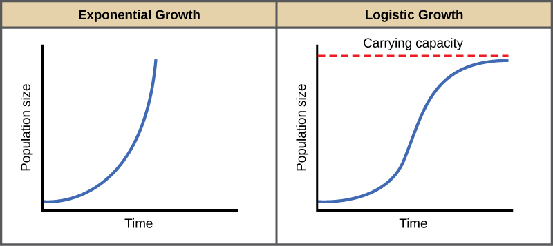 <ul><li><p>logistic growth: occurs with limited resources and population has a slow growth rate until carrying capacity is reached</p></li><li><p>exponential growth: occurs when resources are abundant and a population size increase very rapidly</p></li></ul>