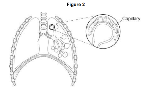 <p>Diffusion also happens in the human lungs. Figure 2 shows the human breathing system. Explain how the human lungs are adapted for efficient exchange of gases by diffusion.</p>