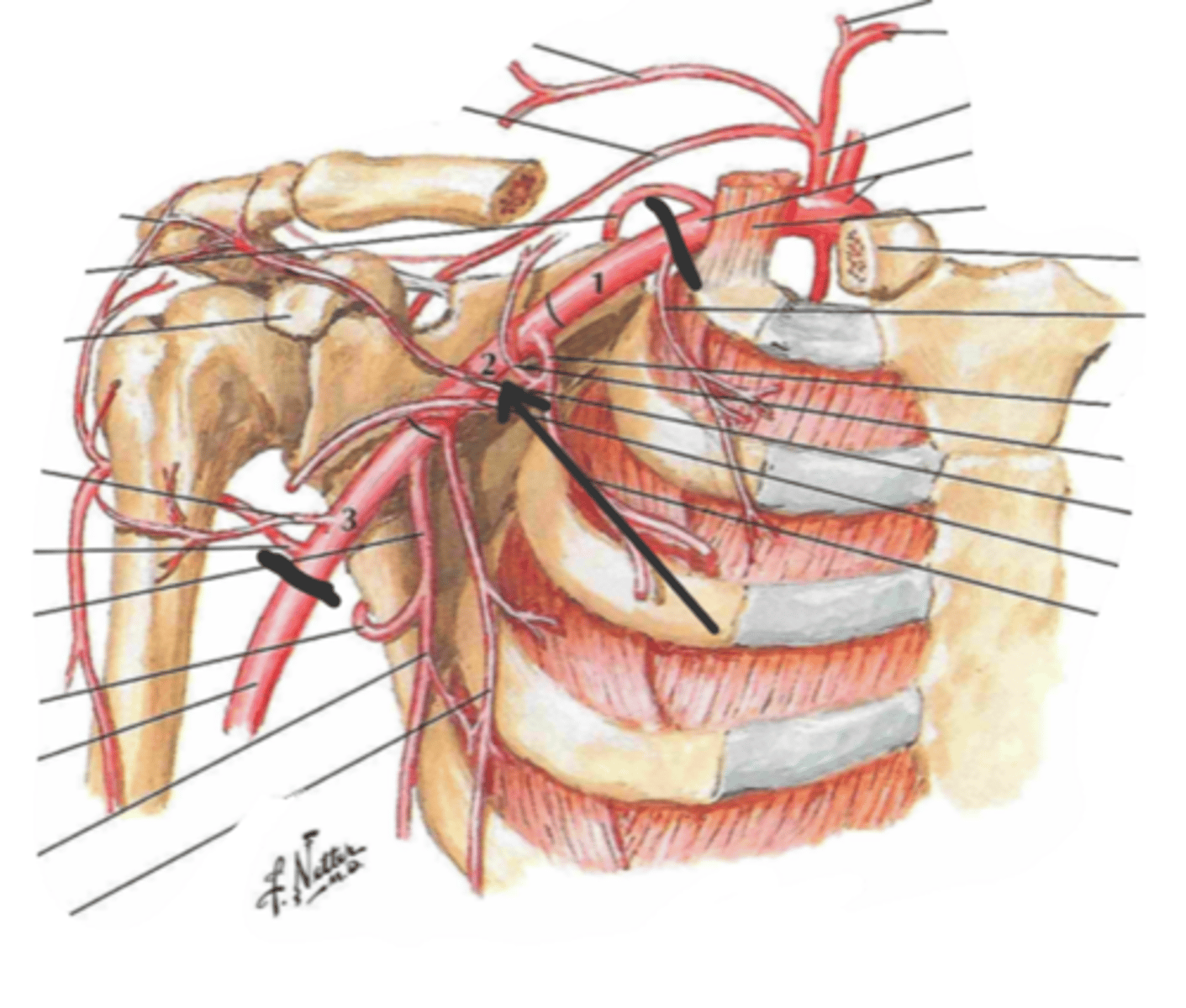 <p>identify the structure(s) indicated by the arrow</p>