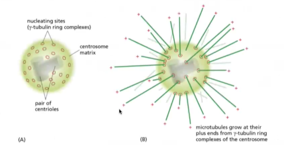 <ul><li><p>grow from centrioles that <strong>contain gamma tubulin rings</strong></p></li><li><p>Nucleating sites increases a the chance microtubules will grow, also stabilizes it</p></li></ul><p></p>