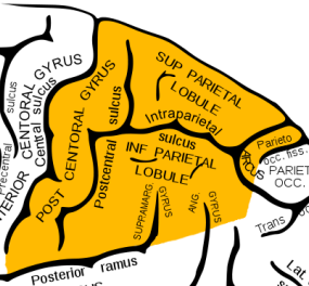<ul><li><p>Lokalisation: Gyrus postcentralis i parietallappen</p></li><li><p>Funktion: Endestationen for sanseindtryk → tryk, berøring, smerte, temperatur, vibrationssans, proprioception</p></li></ul><p></p>