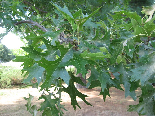 <p>(Quercus palustris)</p>