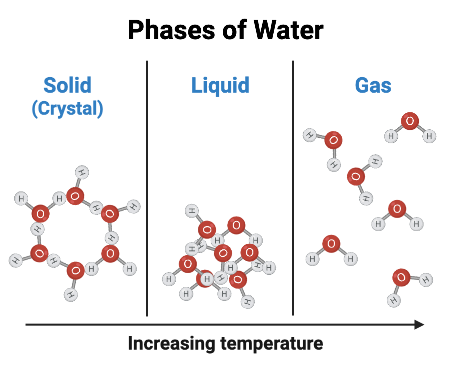 <p>Condensation = when water <strong>vapor (gas)</strong> turns back into <strong>liquid water</strong>.</p><ul><li><p>In gas form, water molecules are moving fast and far apart.</p></li><li><p>When heat is removed, they <strong>slow down</strong> and <strong>stick together</strong>.</p></li><li><p>The "sticking" happens through <strong>intermolecular bonds</strong>, specifically <strong>hydrogen bonds</strong> between water molecules.</p></li></ul><p>These <strong>intermolecular bonds</strong> pull the water molecules close enough to become liquid again.</p><p></p><p>/<strong>Why it’s NOT covalent bonds:</strong></p><ul><li><p><strong>Covalent bonds</strong> are <strong>strong bonds inside</strong> each water molecule — holding the hydrogen and oxygen atoms together (H—O—H).</p></li><li><p>These bonds <strong>already exist</strong> in water vapor and liquid — they <strong>don’t break or form during condensation</strong>.</p></li><li><p>During condensation, we’re just <strong>forming new attractions between separate water molecules</strong>, not changing the molecules themselves.</p></li></ul><p></p>