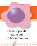 <p>precursor of all new blood cells, become RBCs, platelets, and WBCs</p>