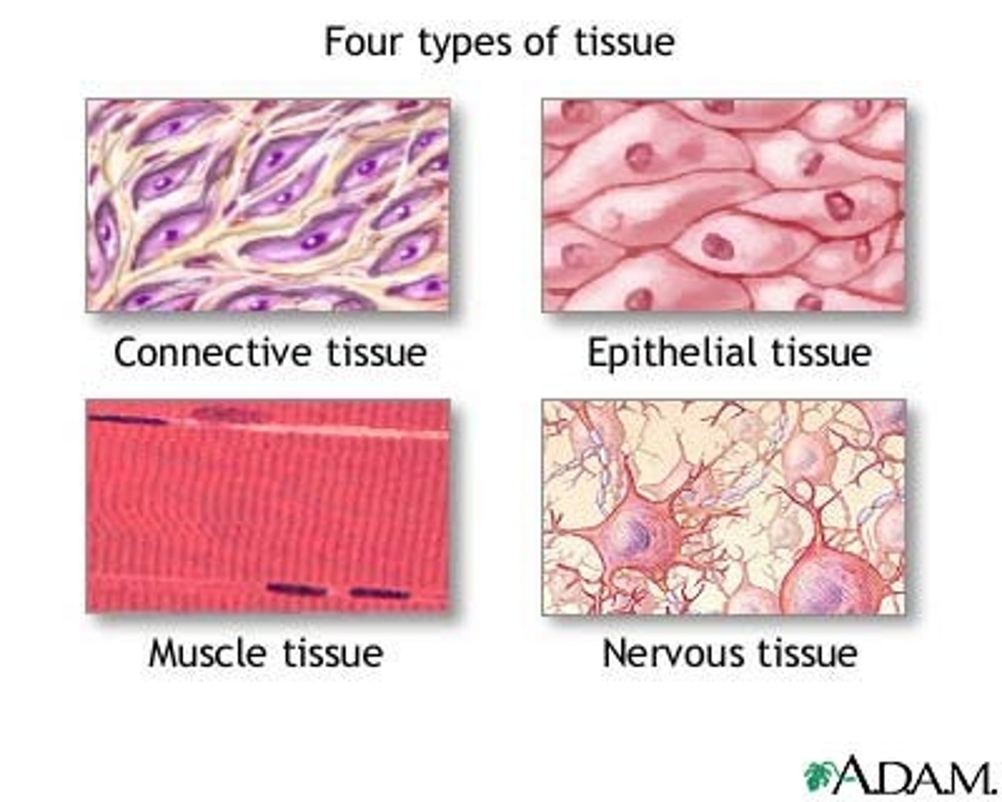 <p>Formation of tissues allows for the division of labor</p><p>Different cells in a tissue carry out different functions</p><p>4 Types:</p><p>- Epithelial</p><p>- Connective</p><p>- Muscle</p><p>- Nervous</p>