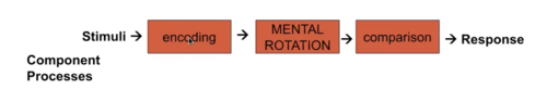 Random selection of items from the universe of possible items is not appropriate
a) Bias in measurement by specific items "ending up" in the test
b) Bias for some individuals if they have different profiles of strengths on the different processes

Suggests that different responses by the same person on different items may be systematic
- Within-subject variability (in part) due to different structural features of the task

TESTING COMPONENT PROCESSES