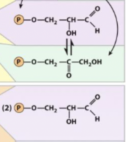 <p>Dihydroxyacetone phosphate → Glyceraldehyde 3-phosphate</p><p>enzyme and step</p>