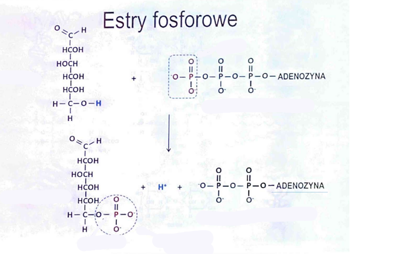 <p>reakcja może być katalizowana przez:</p>
